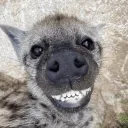 hungryhyena78