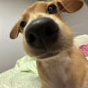 Discord Avatar