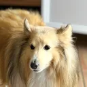 zorix__