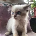 ameer01453