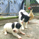 avatar yamatanoorochi