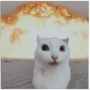 akailicatto
