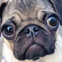 alphapug5429