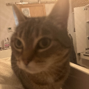 avatar Happy Chihuahua