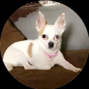 avatar Happy Chihuahua