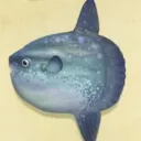 manbo_sama