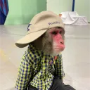 harryluyah