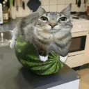 zazu_9 avatar