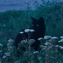 ☨ Rauf