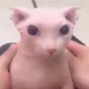 teekohhh