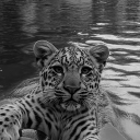 avatar #   ᲼᲼᲼    Al3sawi