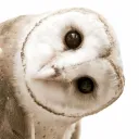 dearestowlette