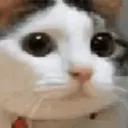 missorii