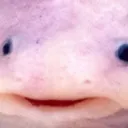 axolotlenthusiast avatar