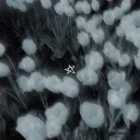 ___gxne___