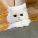 asia.rmj