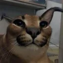 tryjardp