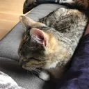 supercats8843