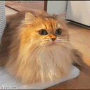 muahahahameow