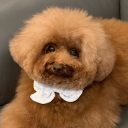 avatar 𝓛𝓾𝓿𝓲 𝓘𝓰𝓷𝓲𝓽𝓮 𝓣𝓪𝓷 🎀