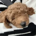 relmaxverstappen avatar