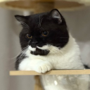 avatar made in shein