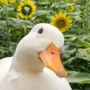 duckdude1
