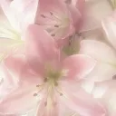 pinkaprecious