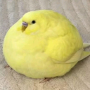 avatar Gjorgji
