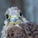 lovefalck