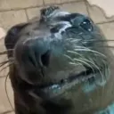 Аватар pelmeni228502