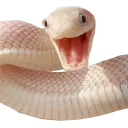 rylinks