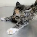emmeowzer