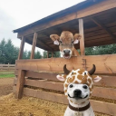 avatar 𝓛𝓸𝓼𝓽