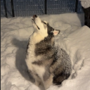 avatar 𝓛𝓸𝓼𝓽