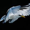 cafrine974 member profile picture