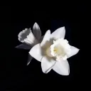 .augislt