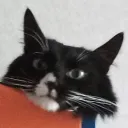 serjik1320 avatar