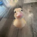 lilianshylight