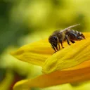 bee454125