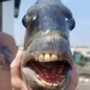 __feesh