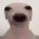 apfelderg