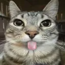 kawaoui