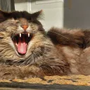 sage_20220692 avatar