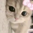 kissa20