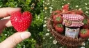 strawb ! ✦  🍓 banner