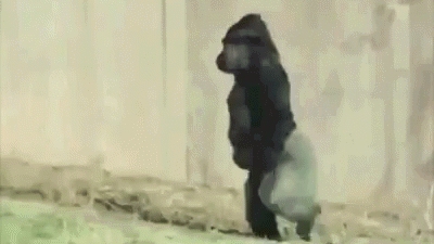 Harambe Rescue Squad🐵 Discord server banner