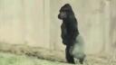 Harambe Rescue Squad Banner