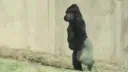 Harambe Rescue Squad๐ต Discord server banner