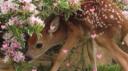 Little Gay Forest Banner